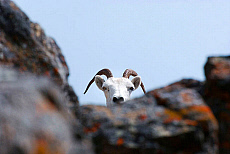 Alaska, Chugach State Park, Dall Sheep.