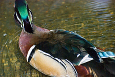 Washington State, Vancouver, Wood Duck.