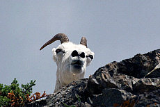 Alaska, Chugach State Park, Dall Sheep.