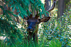 Canada, Banff National Park, Elk.