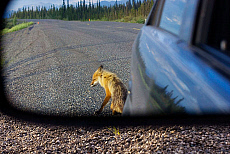 Canada, Yukon, Alaska Highway, 20 miles from Alaska, Red Fox.