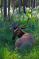Canada, Banff National Park, Elk.