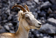 Canada, British Columbia, near Dawson Creek, Stone Sheep.