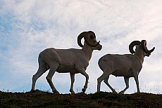 Alaska, Denali National Park, Dall Sheep.