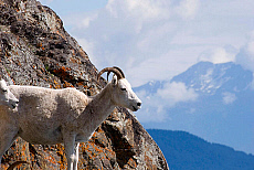 Alaska, Chugach State Park, Dall Sheep.