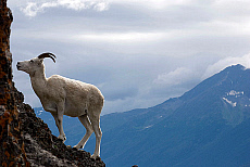 Alaska, Chugach State Park, Dall Sheep.