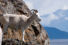 Alaska, Chugach State Park, Dall Sheep.