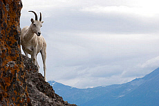 Alaska, Chugach State Park, Dall Sheep.