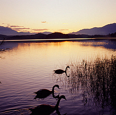 2001-212239-01 &copy; eStock Austria, Carinthia, geese in Lake Faak.