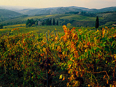 2001-212257-01 &copy; eStock Italy, Tuscany, Chianti vineyard.