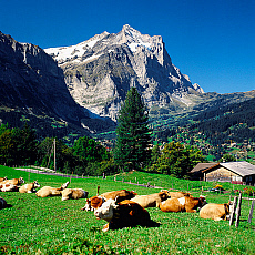 2001-212259-01 &copy; eStock Switzerland, Grindelwald village, Bernese Oberland, view towards Wetterhorn mountain.