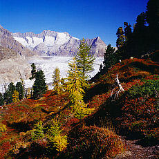 2001-212266-01 &copy; eStock Switzerland, Valais, Wood and Aletsch glacier towards Wannenhorn mountain.