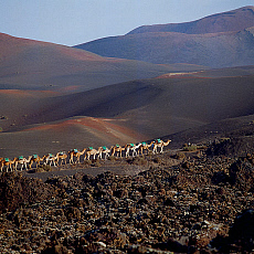 2001-212277-01 &copy; eStock Canary Islands, Lanzarote, Parque Nacional de Timanfaya, camels.